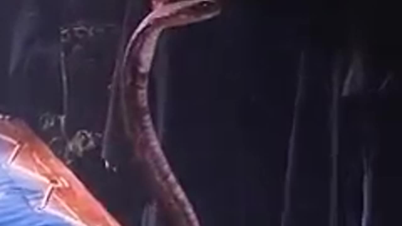 harry potter speaking snaek