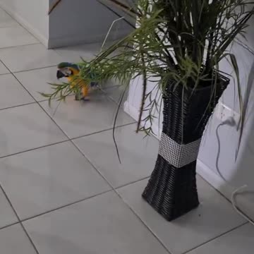 Parrot walking in the house on the tiles