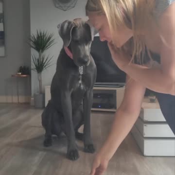 Miya the beautiful Greatdane 🥰