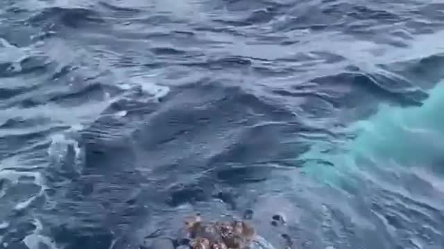 Friendly Humpback Whale Visits Group of People on Expedition