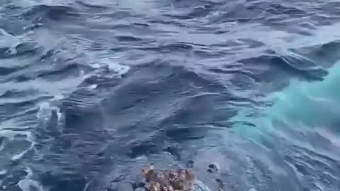 Friendly Humpback Whale Visits Group of People on Expedition