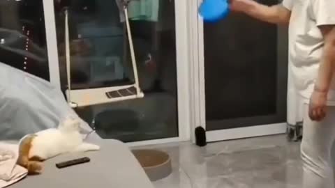 cat playing ping pong effortlessly in hillarious wY