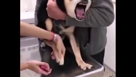 screaming dog 1