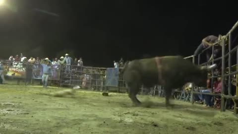 Fighter bull got pissed off by a dog inside the ring