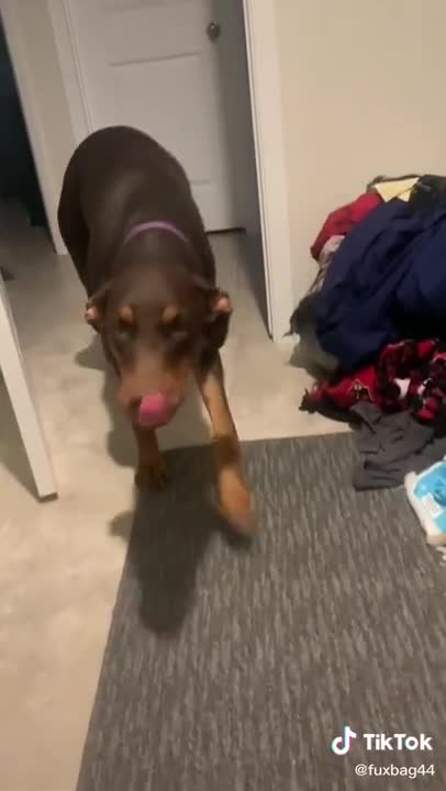 I finally got her to smile on video. 😬 #dogsmile #dogs #fyp #doberman #Sho