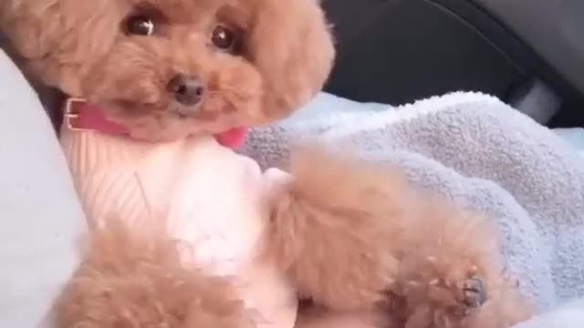 Cute Puppy Face in Pose