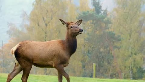 Deer Video in Forest