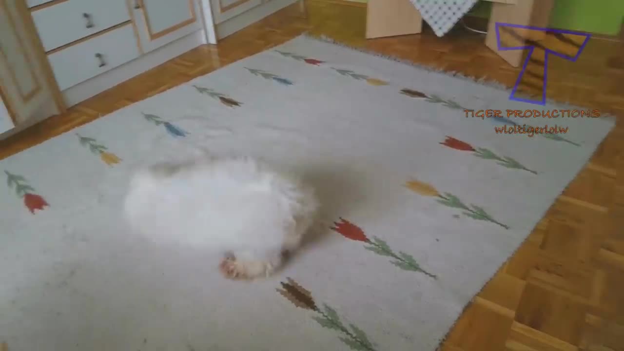 Funniest Animal & Human Video