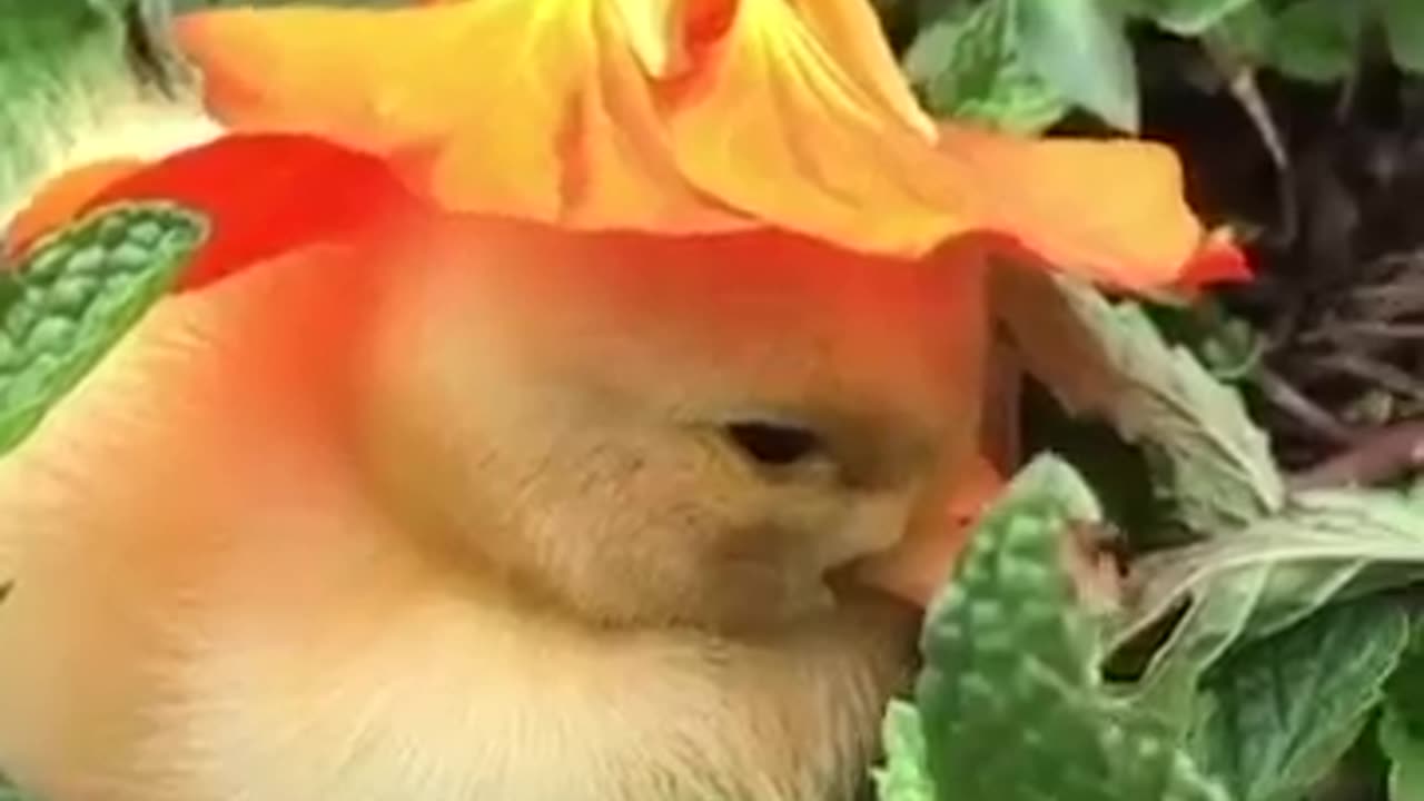 Adorable duckling nods of when a flower is put on her head
