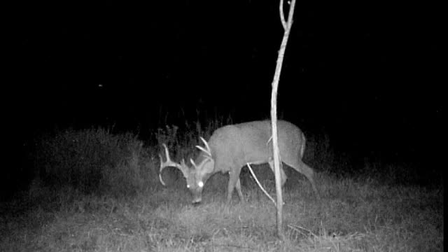 Iowa 10 point buck