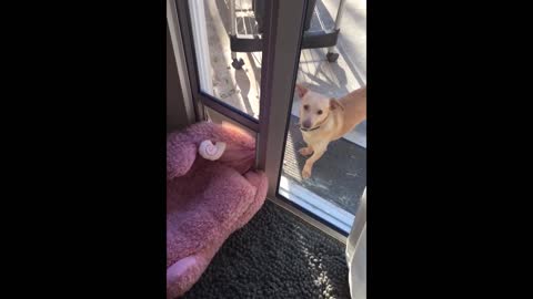 Little Dog Struggles To Drag Her Bed Outside