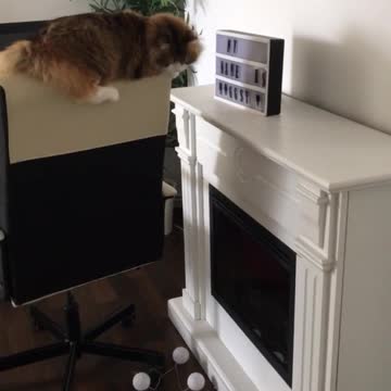 Gato tira descaradamente unas luces, no siente remordimientos