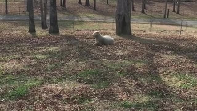 Sheep Death Nap