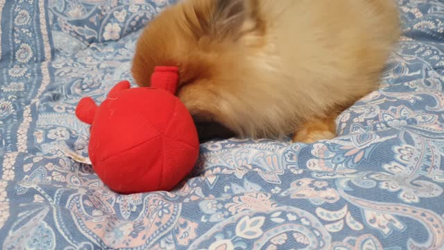 A puppy playing with a toy