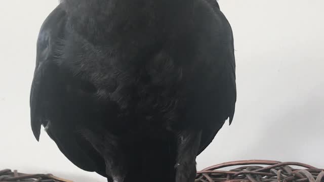 Poe the Crow Argues About Being Allowed to Play With a Lamp