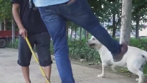 DOG SAVE BLIND MAN LIFE!!!!