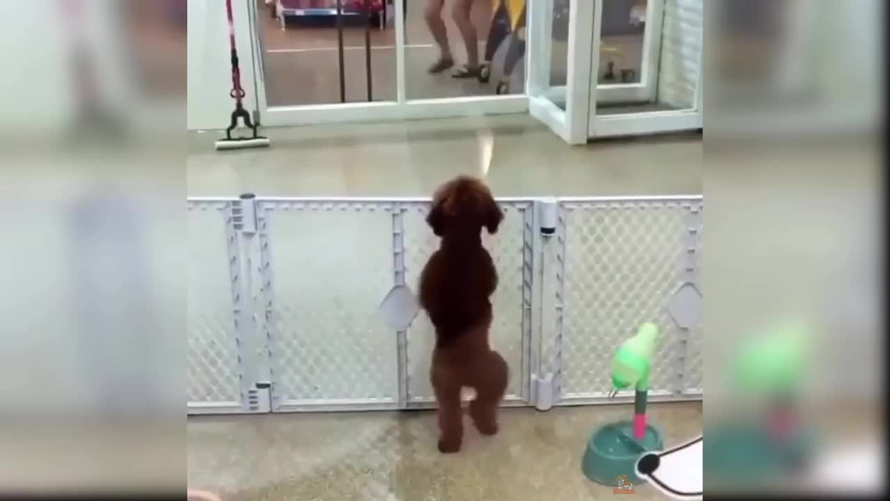 Dog Reaction to Best Music - Funny Dog Music Reaction Compilation