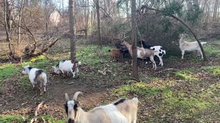 Goats pawing at trees 12.2020