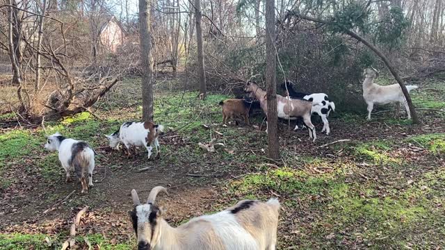 Goats pawing at trees 12.2020