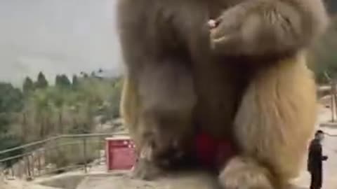 Very funny monkey_batch