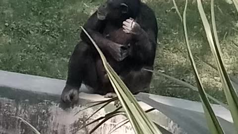 Monkey worried by sunlight and reaction of monkey