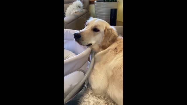 Golden retriver puppy save the new born baby