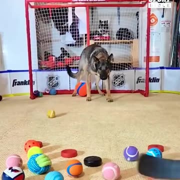 Dog Golie - This dog is a Football player| #Cutevideos