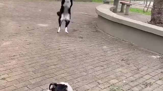 Amazing Dancing Dog