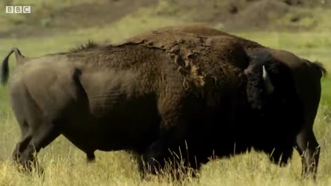 Bison Fight for Mating Rights | BBC Earth