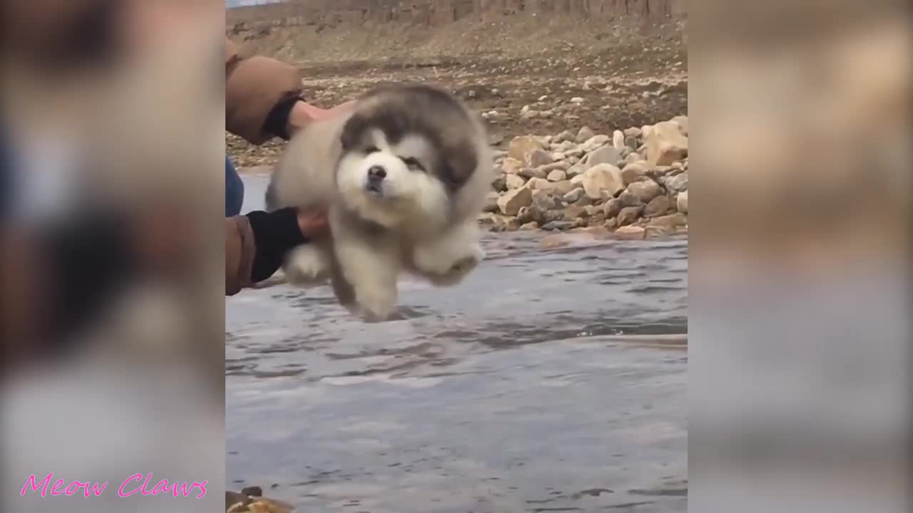 Baby Alaskan Malamute Momentos más lindos y divertidos Nueva compilación 😍 | Trata de no reírte