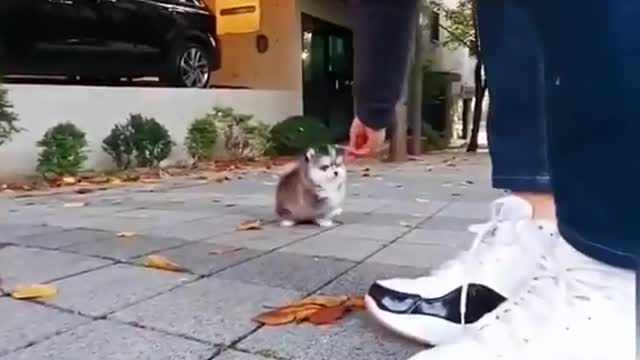 Is This The World's Tiniest Teacup Husky Puppy_