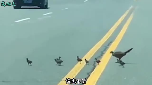 duckling crossing the road