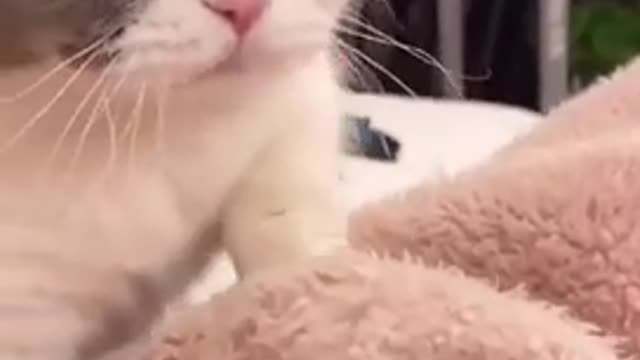 Cute Cats and Funny Animals Compilation 😹 Try Not To Laugh Challenge