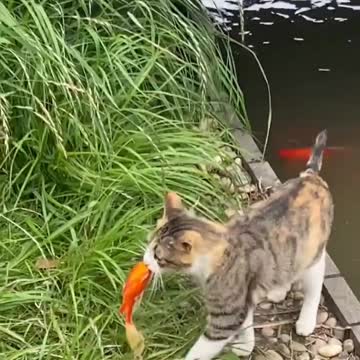 Cute smart cat catch fish to eat