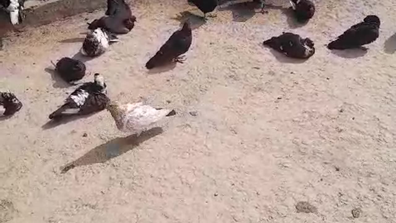 Pigeon