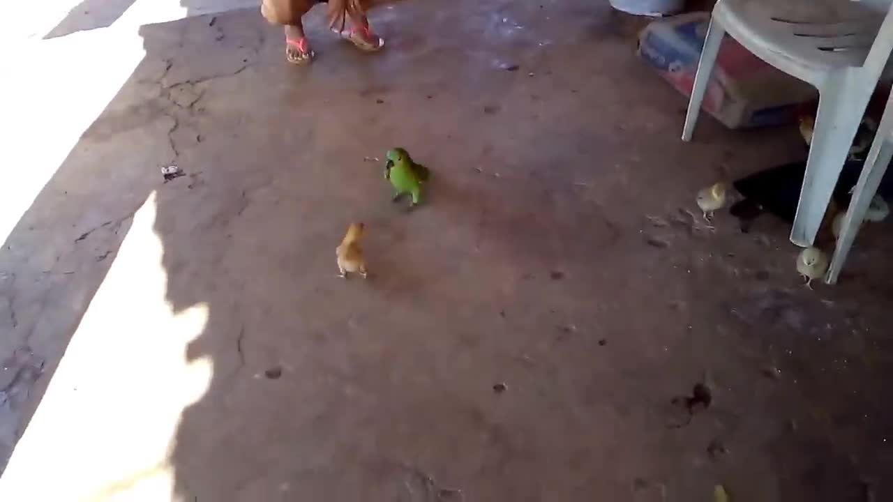 The chick fought with the parrot and look if it worked