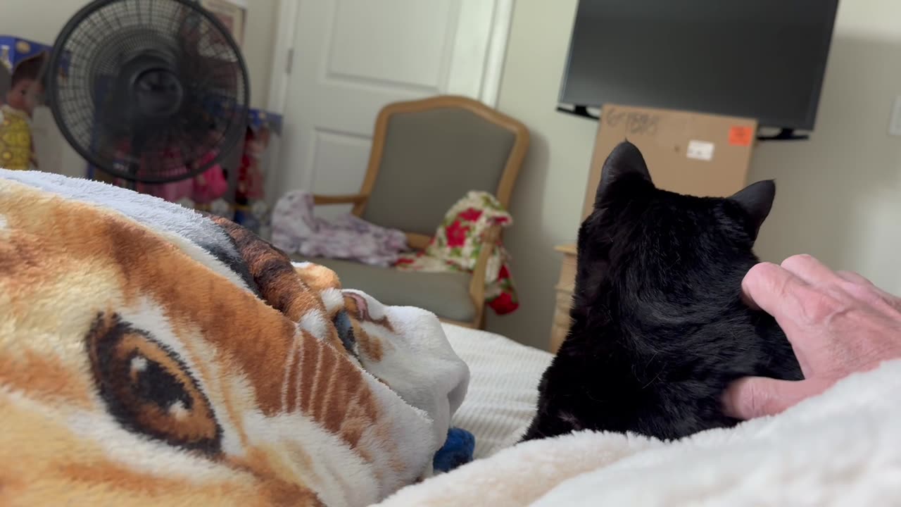 Adopting a Cat from a Shelter Vlog - Cute Precious Piper Enjoys Being Petted