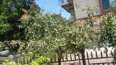 This is a jujube tree.