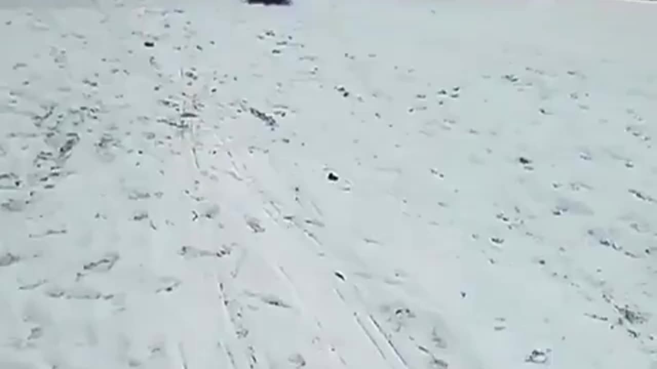 Smart dog snow boarding