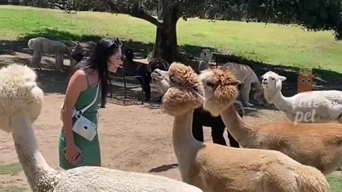 Animal funny video... 😅😂🤣