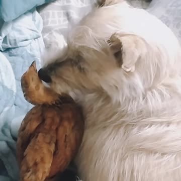 Dog (Luna) plays with chicken (Goldi)