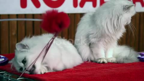 cat trying funny