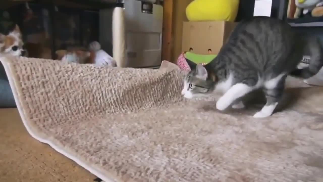 Cats Getting Their Groove On - Funny Compilation