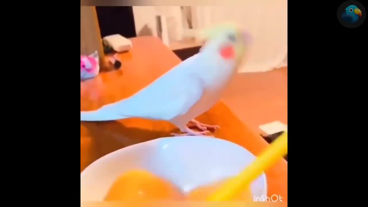 parrots playing talking by playing with their favorite toys.