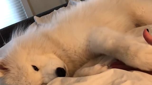 Attention-Seeker Husky Loves To Cuddle In Bed