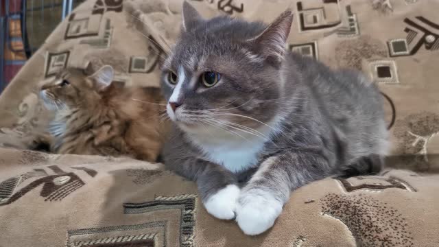 Pet Cats Resting On The Living Room Sofa 😺