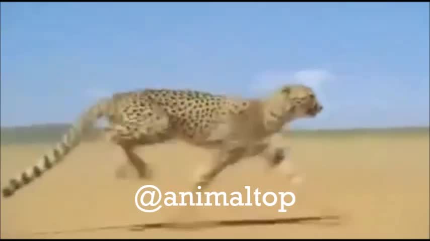 Cheetah Running High Power Speed