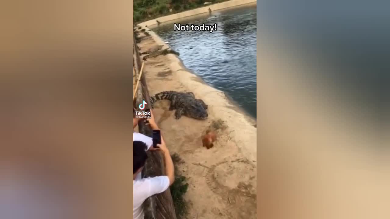 Chicken Vs Alligator😂 [not today]