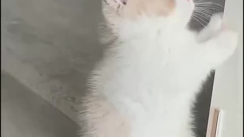 dancing kitten