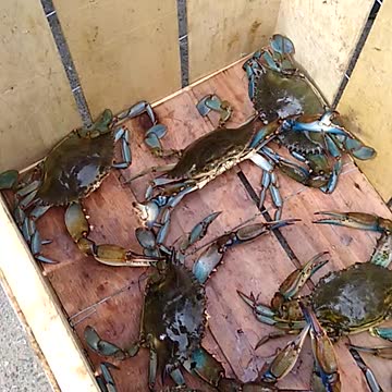 Blue Crabs vs. Teen Homelessness